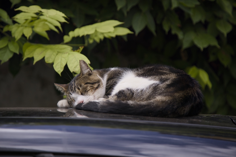 Portrait animal 3